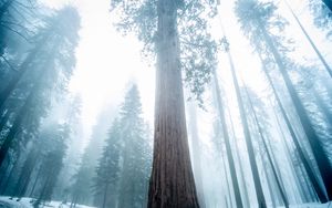 Preview wallpaper sequoia, tree, forest, fog, winter