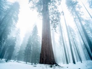 Preview wallpaper sequoia, tree, forest, fog, winter