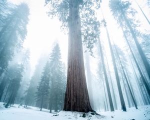 Preview wallpaper sequoia, tree, forest, fog, winter