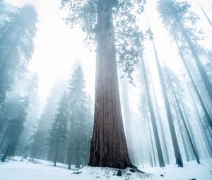 Preview wallpaper sequoia, tree, forest, fog, winter