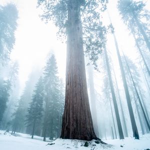 Preview wallpaper sequoia, tree, forest, fog, winter