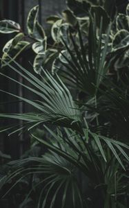 Preview wallpaper serenoa, palm, plant, leaves, green