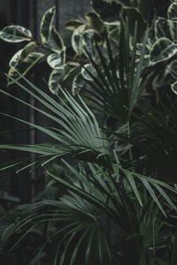 Preview wallpaper serenoa, palm, plant, leaves, green