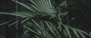 Preview wallpaper serenoa, palm, plant, leaves, green