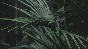 Preview wallpaper serenoa, palm, plant, leaves, green