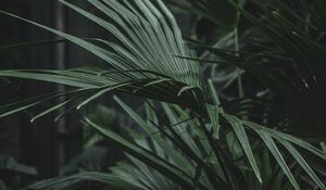 Preview wallpaper serenoa, palm, plant, leaves, green