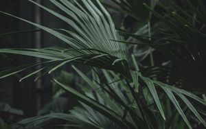 Preview wallpaper serenoa, palm, plant, leaves, green