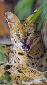 Preview wallpaper serval, animal, big cat, tongue, fangs