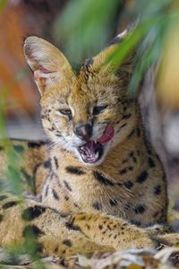 Preview wallpaper serval, animal, big cat, tongue, fangs