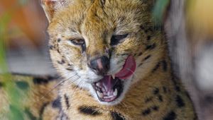 Preview wallpaper serval, animal, big cat, tongue, fangs