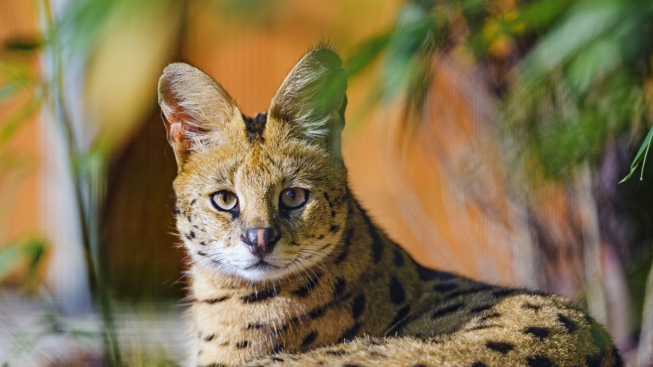 Wallpaper serval, animal, glance, predator, big cat