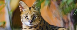 Preview wallpaper serval, animal, glance, predator, big cat