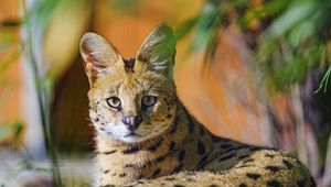 Preview wallpaper serval, animal, glance, predator, big cat