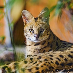Preview wallpaper serval, animal, glance, predator, big cat