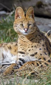 Preview wallpaper serval, animal, predator, big cat