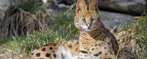 Preview wallpaper serval, animal, predator, big cat
