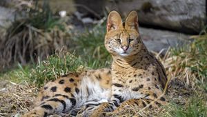 Preview wallpaper serval, animal, predator, big cat