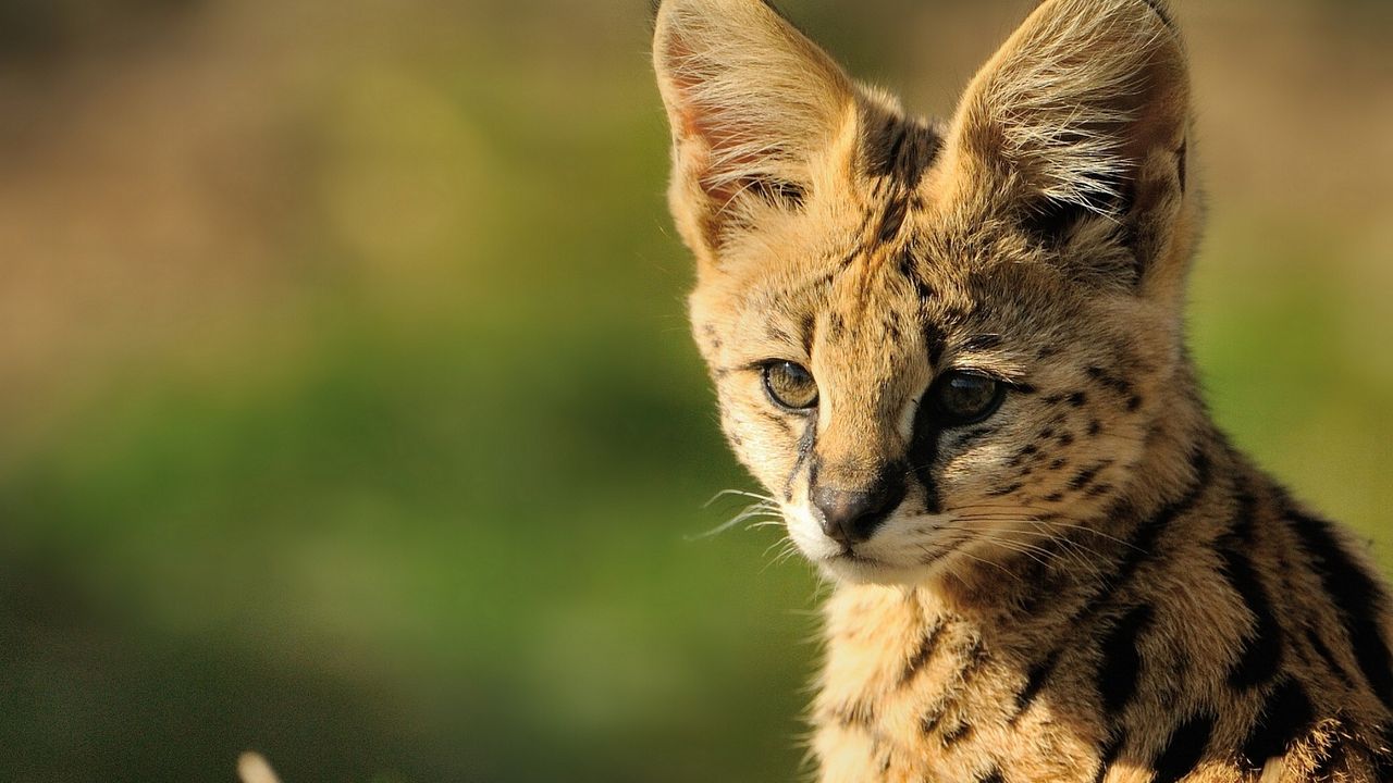 Wallpaper serval, baby, muzzle, cat