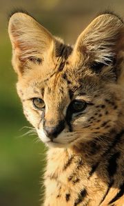 Preview wallpaper serval, baby, muzzle, cat