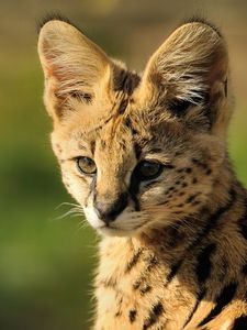 Preview wallpaper serval, baby, muzzle, cat