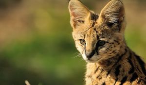 Preview wallpaper serval, baby, muzzle, cat