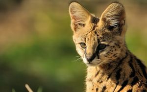Preview wallpaper serval, baby, muzzle, cat