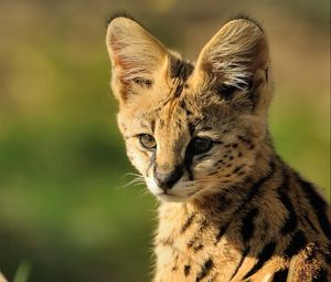 Preview wallpaper serval, baby, muzzle, cat