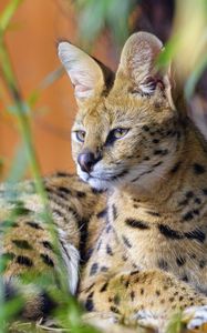 Preview wallpaper serval, big cat, animal, wildlife