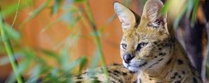 Preview wallpaper serval, big cat, animal, wildlife