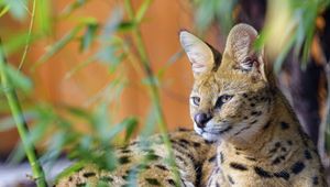 Preview wallpaper serval, big cat, animal, wildlife