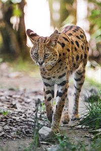 Preview wallpaper serval, big cat, predator, wildlife