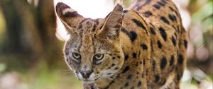 Preview wallpaper serval, big cat, predator, wildlife