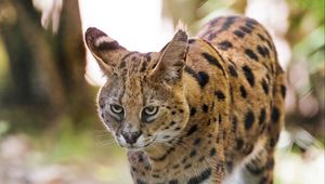 Preview wallpaper serval, big cat, predator, wildlife