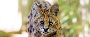 Preview wallpaper serval, big cat, predator, wildlife, grass