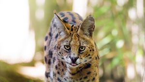 Preview wallpaper serval, big cat, predator, wildlife, grass