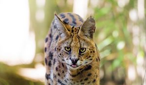 Preview wallpaper serval, big cat, predator, wildlife, grass