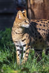 Preview wallpaper serval, big cat, predator, wildlife, blur