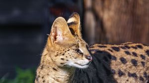 Preview wallpaper serval, big cat, predator, wildlife, blur