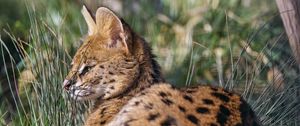 Preview wallpaper serval, big cat, predator, wild, grass