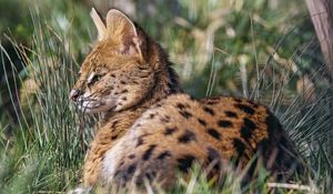 Preview wallpaper serval, big cat, predator, wild, grass