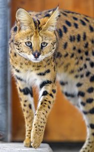 Preview wallpaper serval, cat, animal, wild