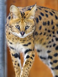 Preview wallpaper serval, cat, animal, wild