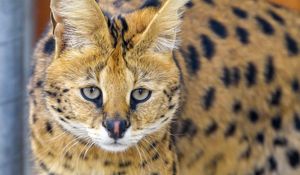 Preview wallpaper serval, cat, animal, wild