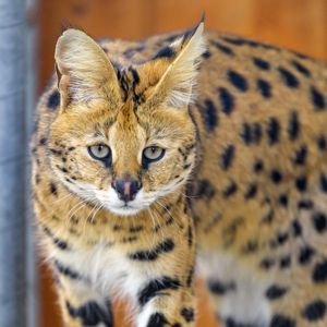 Preview wallpaper serval, cat, animal, wild