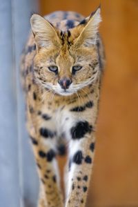Preview wallpaper serval, cat, animal, predator, wild