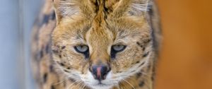Preview wallpaper serval, cat, animal, predator, wild