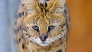 Preview wallpaper serval, cat, animal, predator, wild