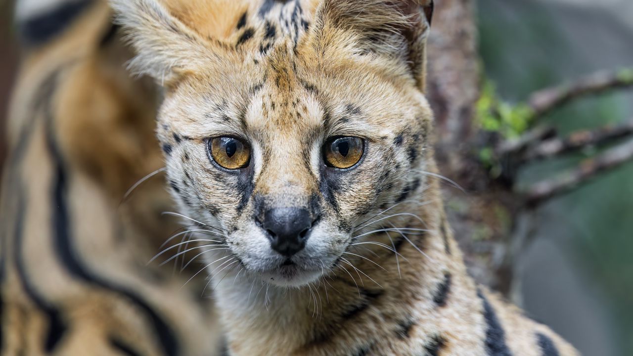 Wallpaper serval, cat, predator, animal, glance, fur