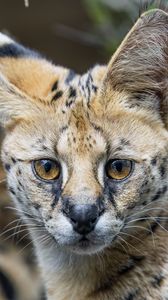 Preview wallpaper serval, cat, predator, animal, glance, fur