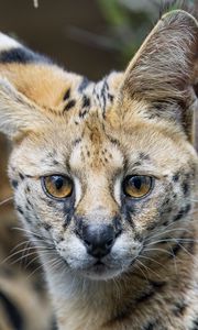 Preview wallpaper serval, cat, predator, animal, glance, fur